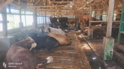 Sapi Kurban di Ciamis Diserbu Pembeli, Harga Tembus Rp35 Juta