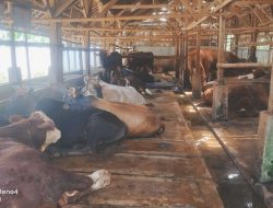 Sapi Kurban di Ciamis Diserbu Pembeli, Harga Tembus Rp35 Juta