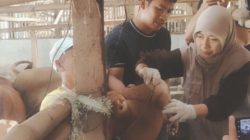 Jelang Idul Adha, Disnakan Ciamis Pastikan Hewan Kurban Sehat dan Layak