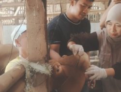 Jelang Idul Adha, Disnakan Ciamis Pastikan Hewan Kurban Sehat dan Layak