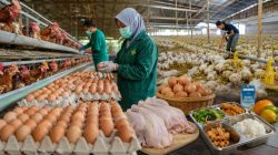 Produksi Telur Ciamis Capai 49 Ton per Hari, Siap Dukung Program MBG