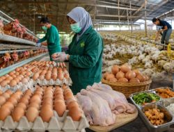Produksi Telur Ciamis Capai 49 Ton per Hari, Siap Dukung Program MBG