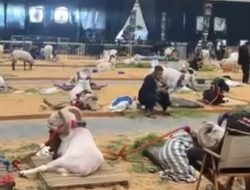 Disnakkan Ciamis Perkuat Inovasi dan Jejaring Global di Indo Livestock 2026, Siap Akselerasi Kemajuan Peternakan dan Perikanan Daerah